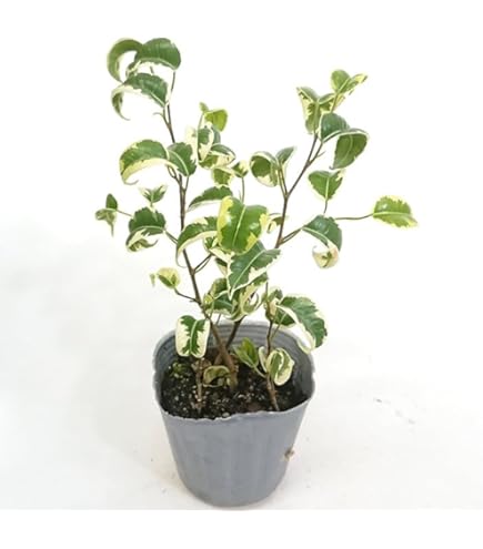 ①　フィカス　ベンジャミナ　ネジリ仕立て　極太　特大苗木最高等級　極上品‼️ mp1264-768x1024.jpg